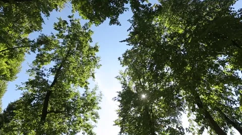 Sun Shining Through Forest Trees Stock-Footage 64348620