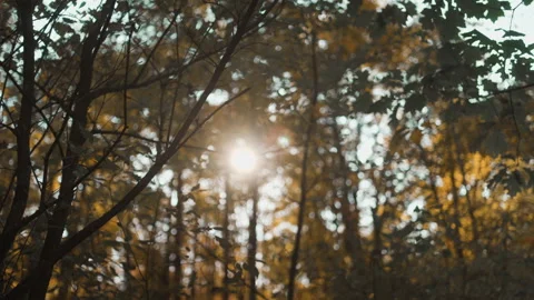 Sun shining through forest trees and leaves in the early fall Stock Footage 144364051