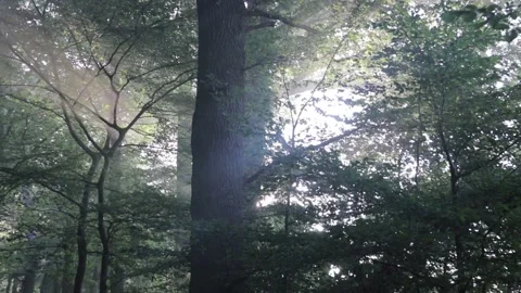 Sun shining through forest trees during a misty sunrise Stock-Footage 166305013