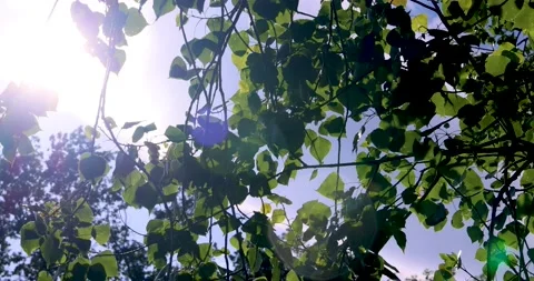 Sun Shining Through Forest Trees Stock Footage 208087533