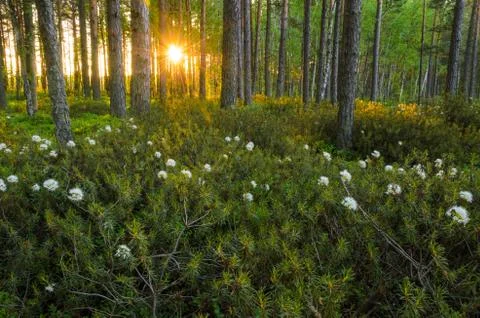 Sun shining through the forest trees in the morning. Stock Photos