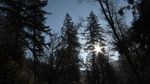 Sun Shining Through Forest Valley Trees Stock Footage 118937063