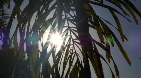 Sun Shining Through Fox Tail Palm Tree Video stock 62957428