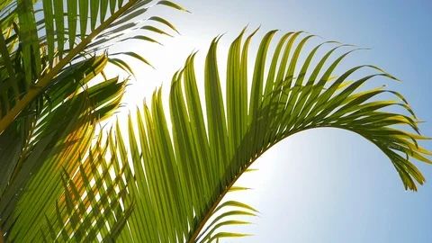 Sun shining through the foxtail Stock Footage 107303628