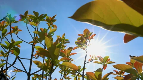 Sun shining through the frame green leaves with ray on blue sky Stock Footage 135362886