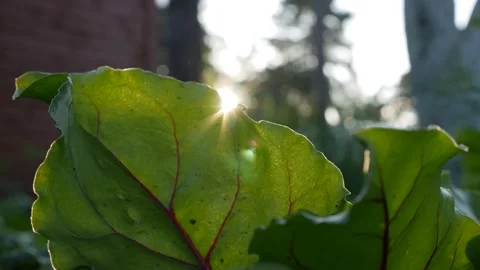 Sun shining through fresh greenery in a farm garden Stock Footage 163539171