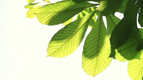 Sun shining through fresh spring green chestnut leaves Swaying in the wind. Stock Footage 130636358