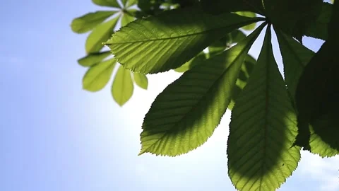 Sun shining through fresh spring green chestnut leaves Swaying in the wind. Stock Footage 130636403