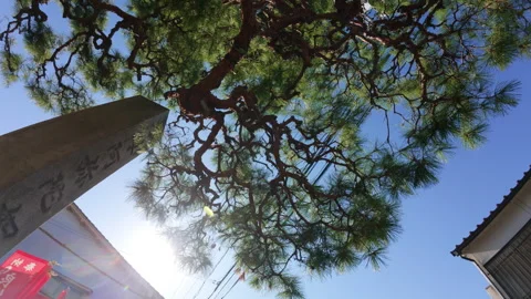 Sun shining through the gnarled branches of a traditional Japanese pine tree Stock-Footage 331952847