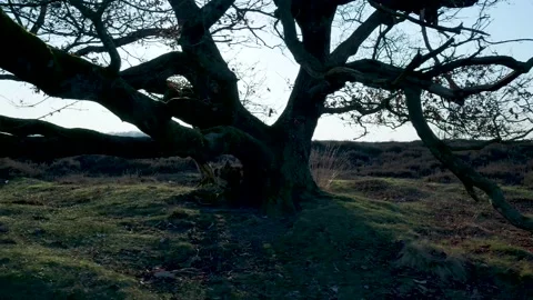 Sun shining through gnarly ancient oak tree branches Stock Footage 335027368