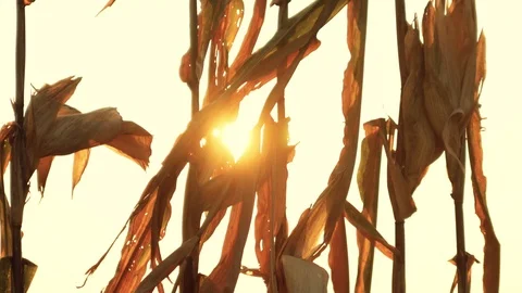 Sun Shining Through Golden Corn Sheaves Field Ready For Harvest Stock Footage 116484984