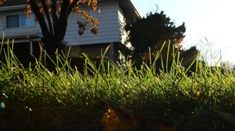 Sun Shining Through Grass HD Stock Footage 8985885