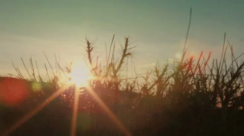 The sun is shining through the grass in  mountain. Timelapse. Indigo color Video stock 62780191