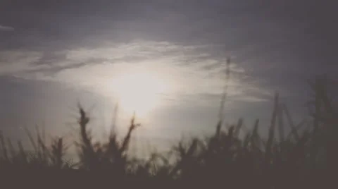 The sun is shining through the grass in  mountain. Timelapse. Vignette color Stock Footage 62780256