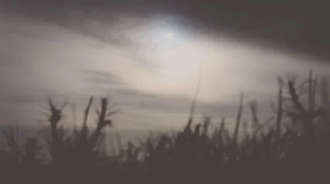 The sun is shining through the grass in  mountain. Real time. Vignette color Video stock 62780632