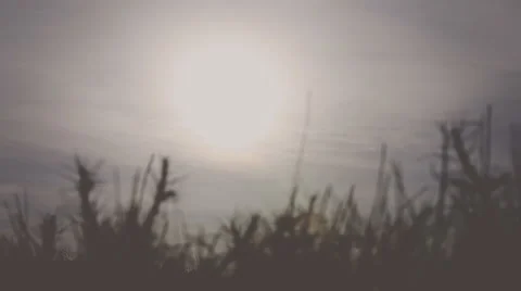 The sun is shining through the grass in  mountain. Real time. Vignette color Video stock 62781029