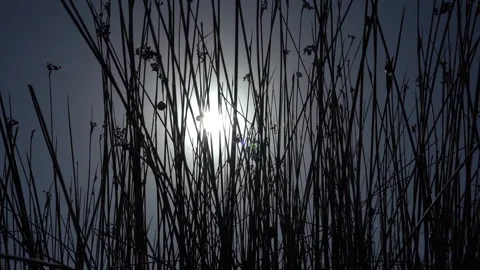 Sun Shining Through Grass Silhouettes Stock Footage 318842117