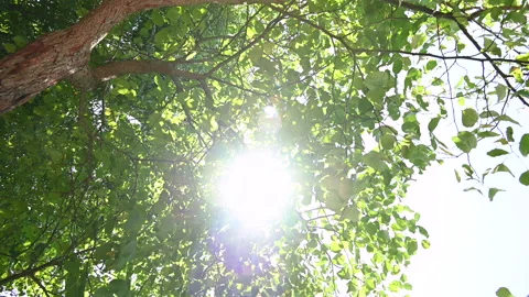 Sun shining through the green branches and trees in the blue sky. Stock Footage 226453447