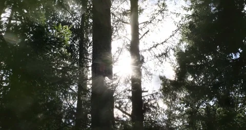 Sun shining through green dense forest trees lens flare environment protection  Stock Footage 89911672