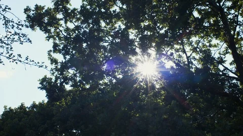 Sun shining through green foliage outdoors in summer park motion background.  Stock Footage 120008019