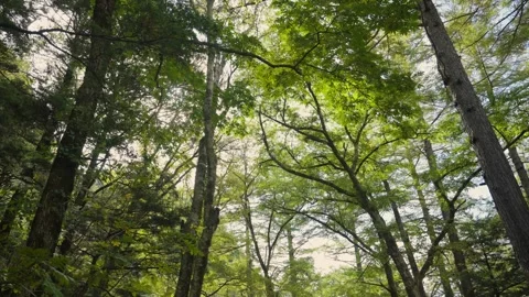 Sun shining through green forest trees in Kamikochi forest in Japan 動画素材 344057622