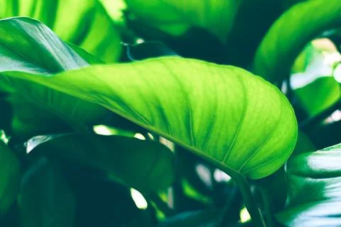 Sun shining through a green leaf. Natural background texture.fresh green le.. Stock Photos