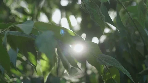 Sun shining through green leaves Stock Footage 86166402