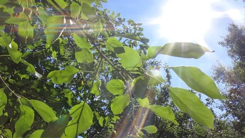 The Sun is shining through the green leaves. Camera is moving. Look Up Stock Footage 128902724