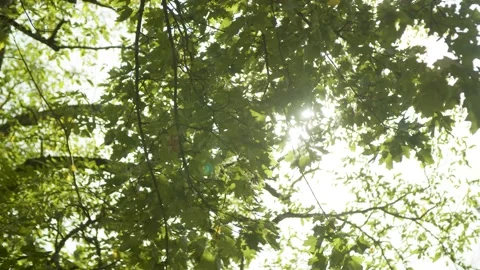 Sun is Shining through Green Leaves / Lense Flare  Видео 132866286