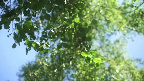 Sun shining through green leaves in summer Stock Footage 151116963