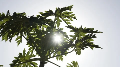 Sun shining through green leaves Stock Footage 324803142