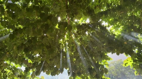 Sun shining through green leaves with smoke Stock Footage 339083351