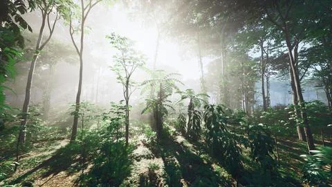The Sun is Shining Through the Green Leaves of Fern Trees Stock-Illustration