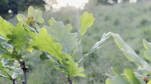 Sun shining through green oak leaves 4K Vídeos de archivo 335541782