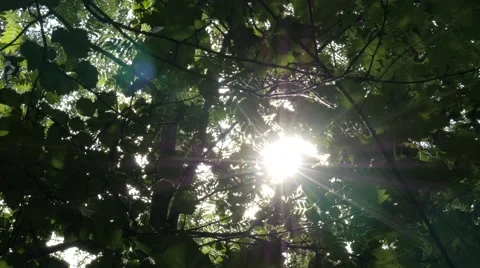 Sun shining through green tree tops. Sunrays coming through the leaves Stock Footage 67209522