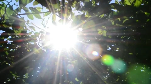 Sun shining through green tree foliage Stock Footage 69055454