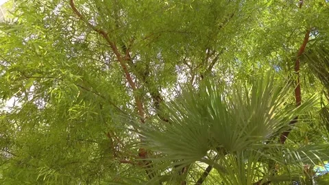 Sun shining through green tree branches with a dolly shot in 4k Stock-Footage 282338163