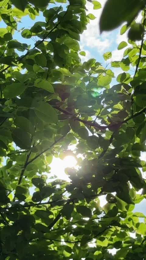 Sun shining through green tree leaves with lens flare Stock Footage 324598737