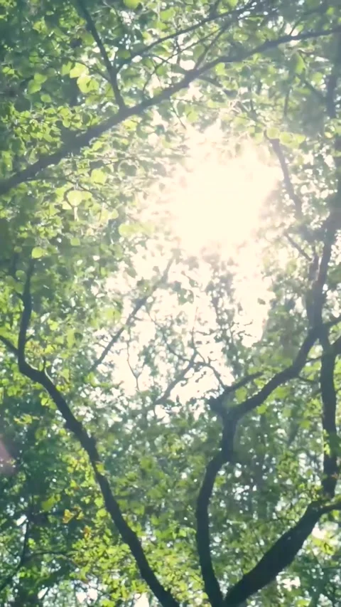 Sun shining through green tree leaves in a forest Stock-Footage 327111361