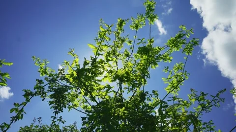 Sun shining through green tree leaves Stockbeeldmateriaal 336650610