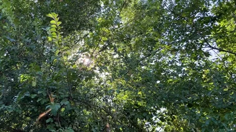 Sun shining through green tree leaves with lens flare. Bright sunlight piercing Stock Footage 345491793