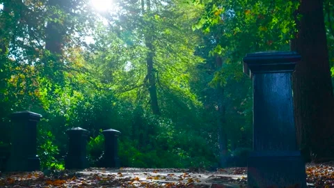 Sun shining through green trees in a city park Stock Footage 323384806