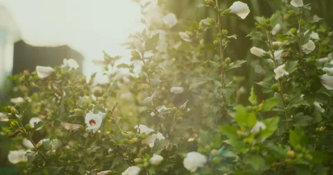 Sun Shining Through Hibiscus Leaves at Sunrise Stock Footage 282452982