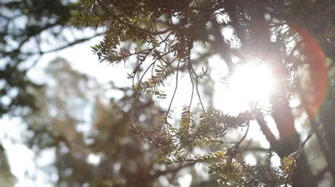 Sun shining through juniper tree Video stock 62940923