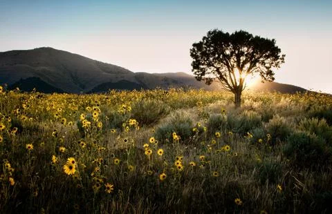 Sun shining through a juniper tree with sunflowers Stock Photos