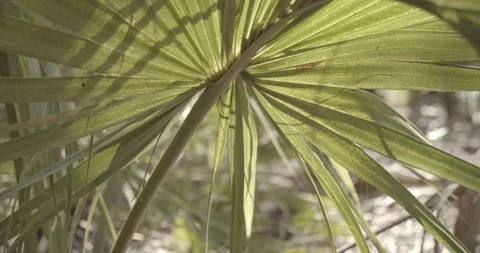 Sun Shining through a Large Palm Leaf Stock Footage 153059053