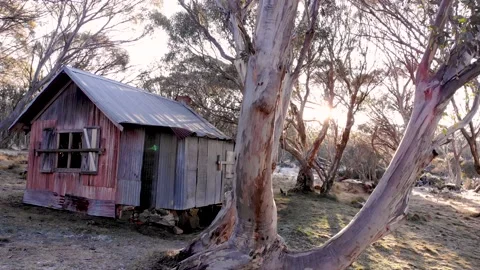 Sun Shining Through Large Snowgum Next to High Country Wooden Hut Low Aerial Stock Footage 136655783