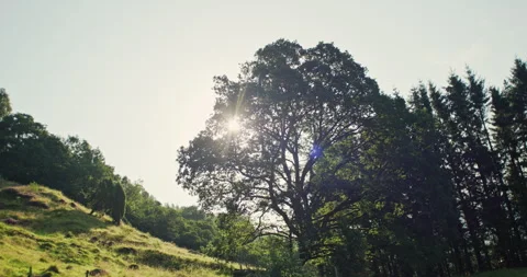 Sun shining through large tree on hillside with forest silhouettes in Norway Stock-Footage 317071942