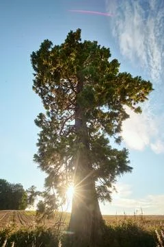 Sun shining through a large Western Red Cedar tree Stock Photos