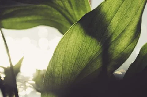 Sun shining through a leaf Stock Photos